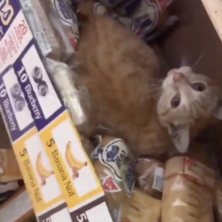 Dont trust it if they dont have a bodega cat