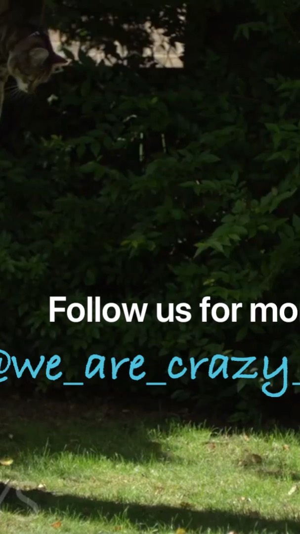 Follow @we are crazy cat people Follow @we are crazy cat people The Slo Mo Gu