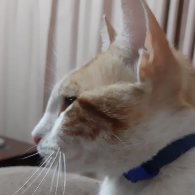 Foto de perfil literal cat cats petsofinstagram kawaii neko chilegatos