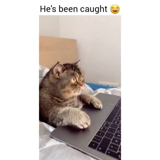 Give that cat some privacy From memes TikTok Edit