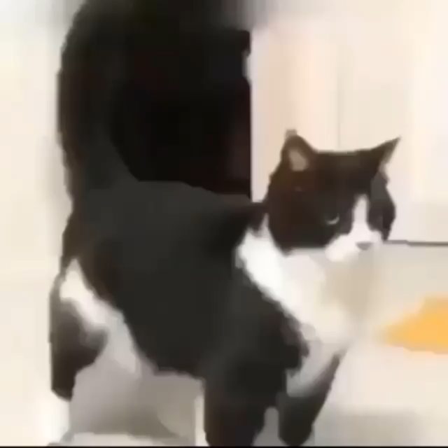 He dance cats catmemes funnycats funnycatvideo funnycatvideos cat dance