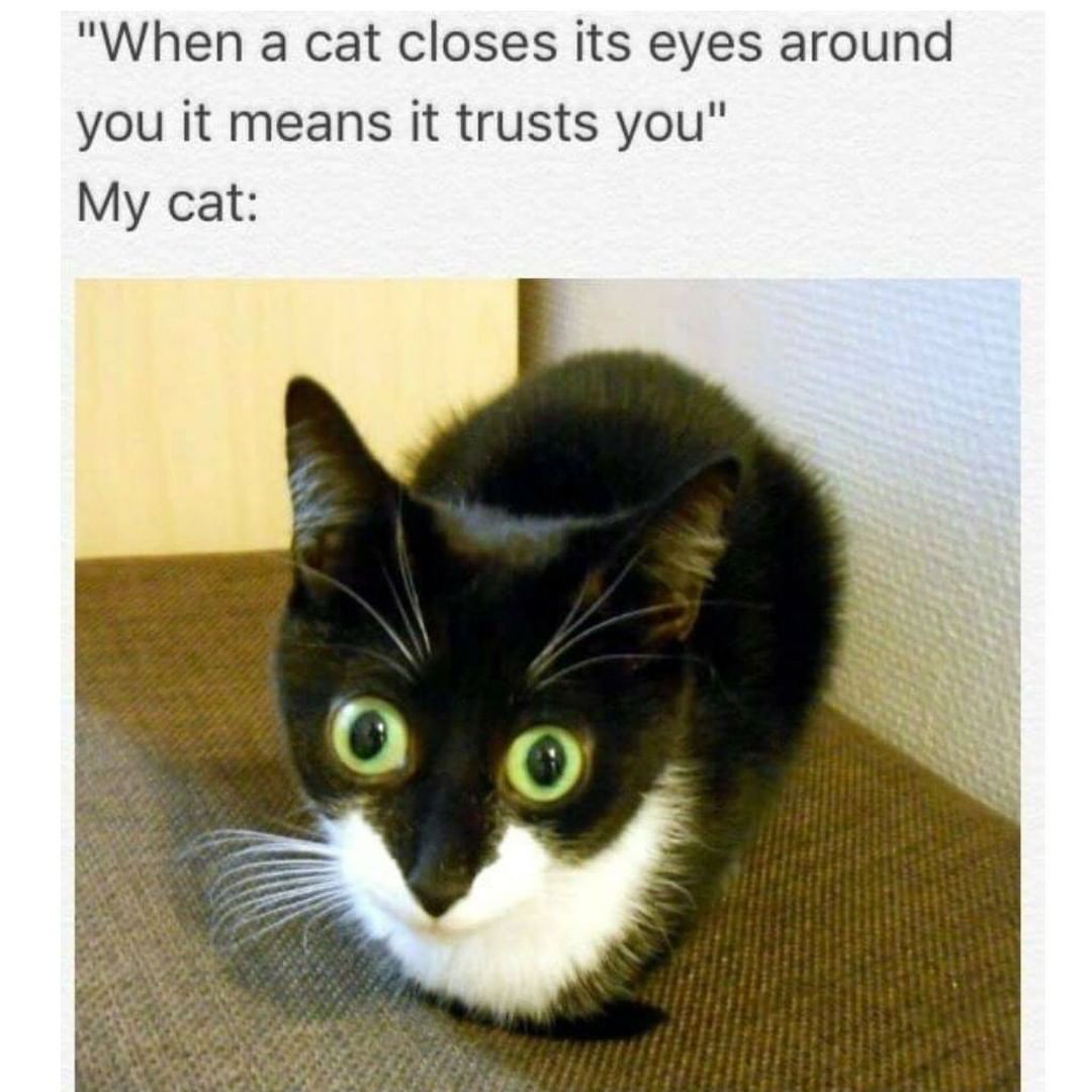 It is a fact that cats squint their eyes around