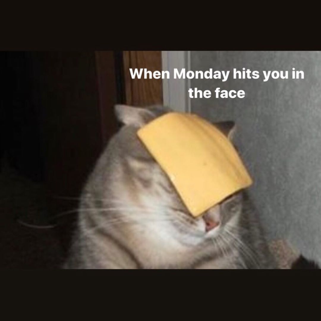 Monday monday catmemes meme catmeme cat cats funny catsofinstagram