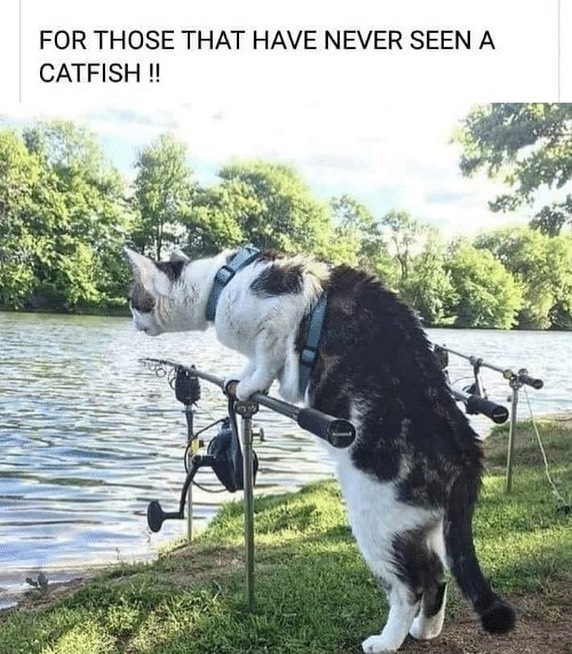 Now we know catfishing farmcitypets catmemes