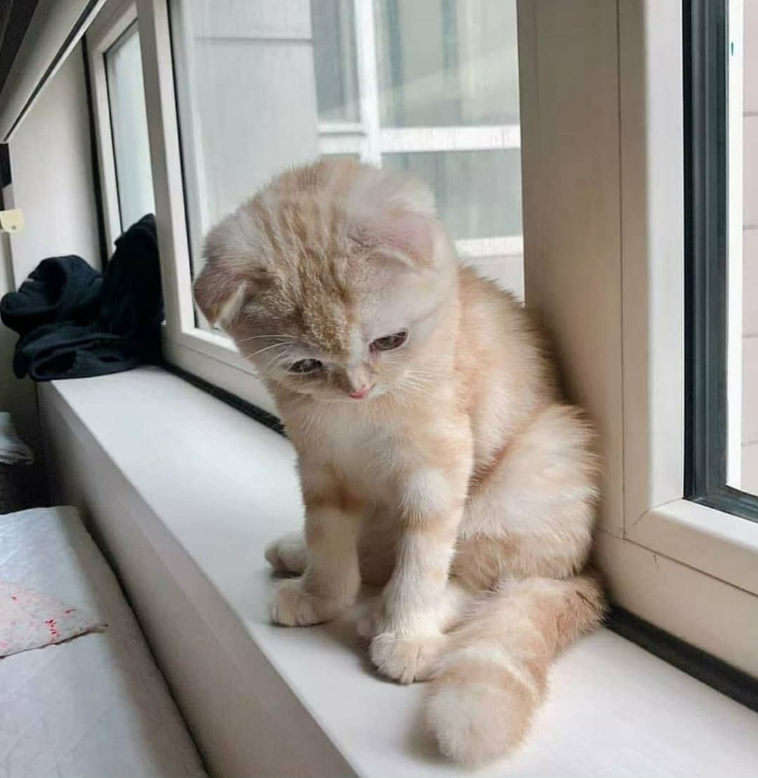 Why Did She Depart Meow cat catlovers catstagram meowstagram meow crazyc Cat 