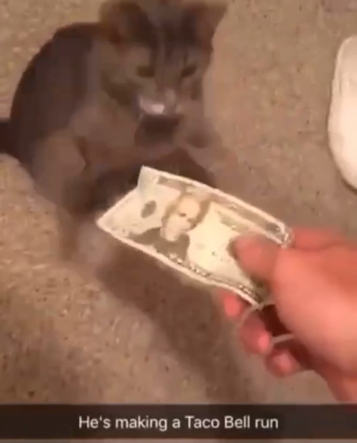 Yoink my money now meme memes cat catmemes