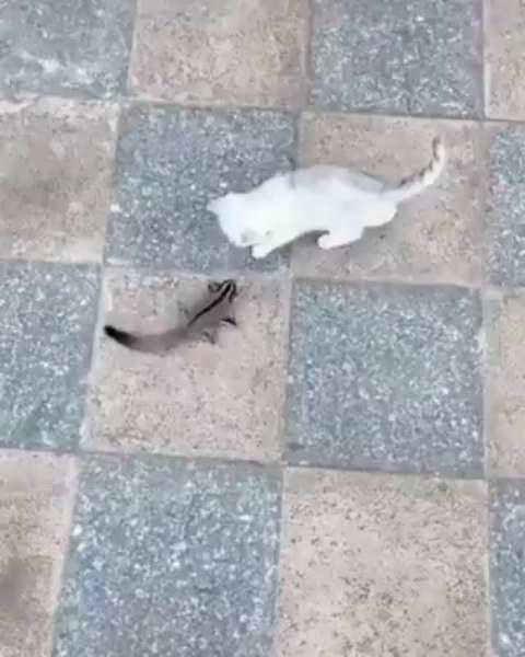 this is how you tame a cat