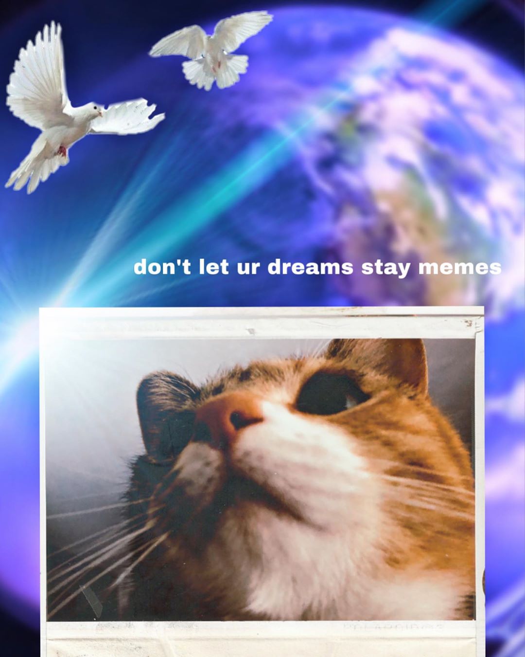 “if ur tired of starting over stop giving up” catmemes