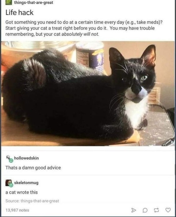 A cat definitely wrote this⁠ ⁠ ⁠ ⁠ ⁠ ⁠
