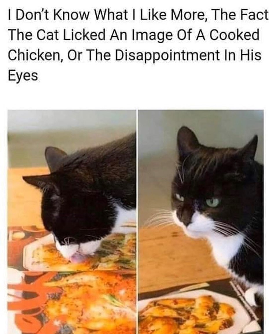 Disappointment dailymemes cursedcats dankmemes memes catmemes cats