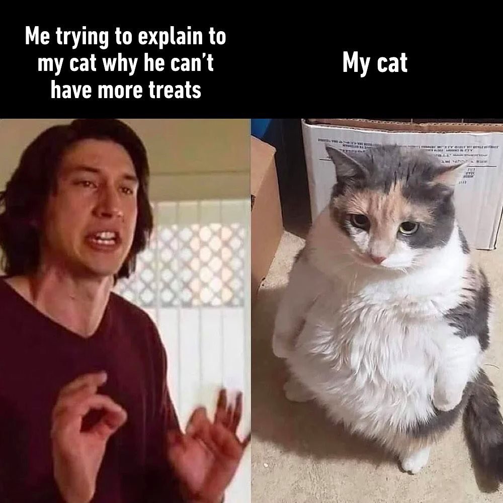 Follow @pawsome cat memes for more cats catmemes catsofinstagram cats
