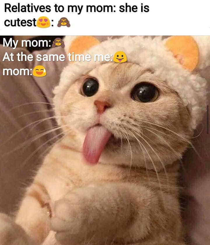 Follow Foe more@aap beeti baatein funnymemes funnyposts instamemes catsofin