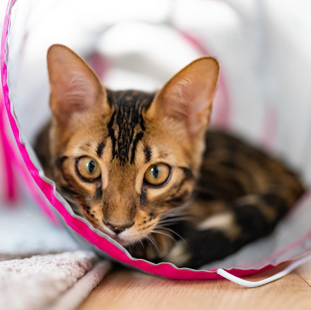 Just playing in my tunnel toy bengalcat cat cats meow