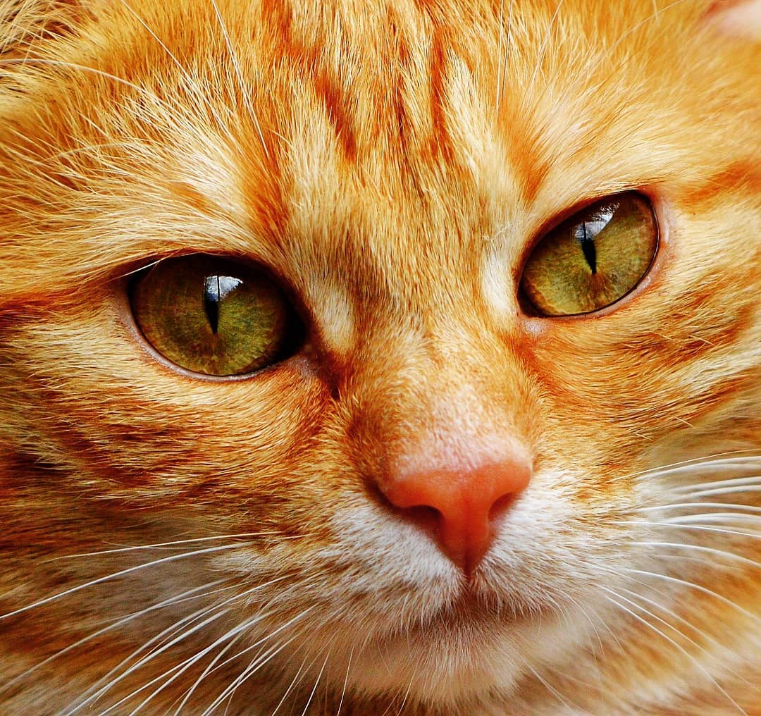 Love you my eyes support and follow us @cats of lovers mood