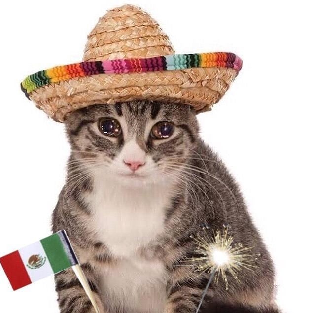 Mexican boi Etiketler cat catmeme cats catsofinstagram sad sadcat funn