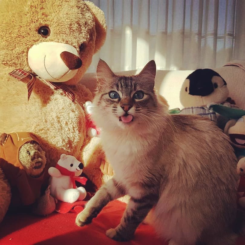 Miau and her friendscatphoto catlover cattime catsofinstagram catbeauties