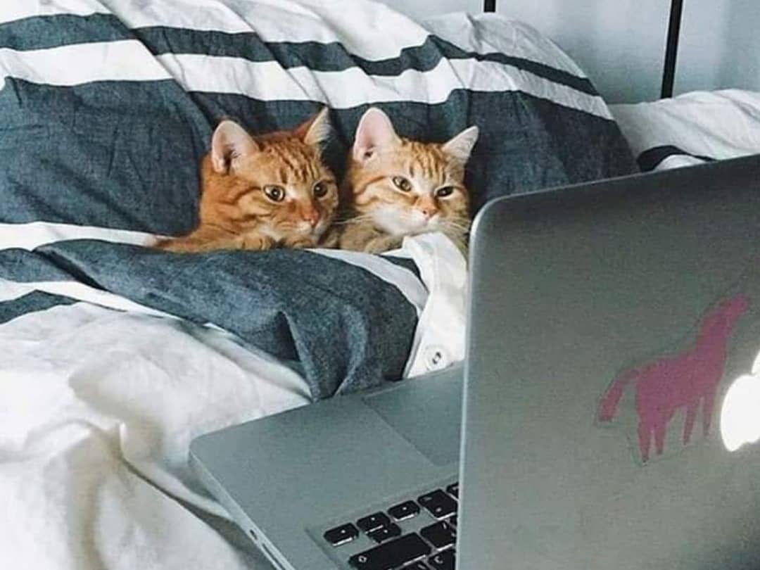 Netflix and chill fat cat cats catsofinstagram catmemes catsmemes catmeme