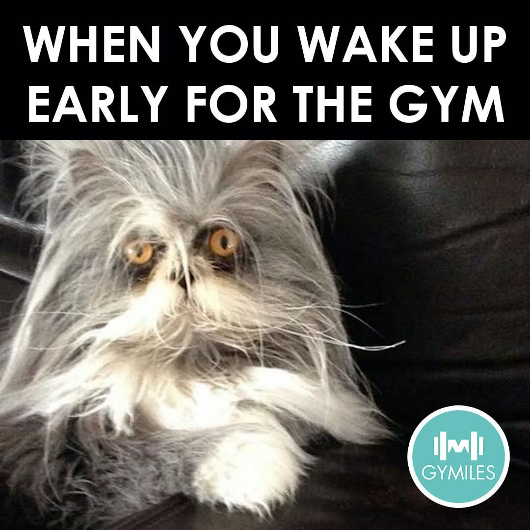The early morning gym sessions are getting to me catmemes