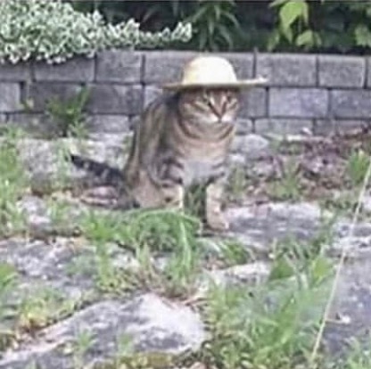 gardening cat chonk cats chonker cat fatcat catmemes fatcat