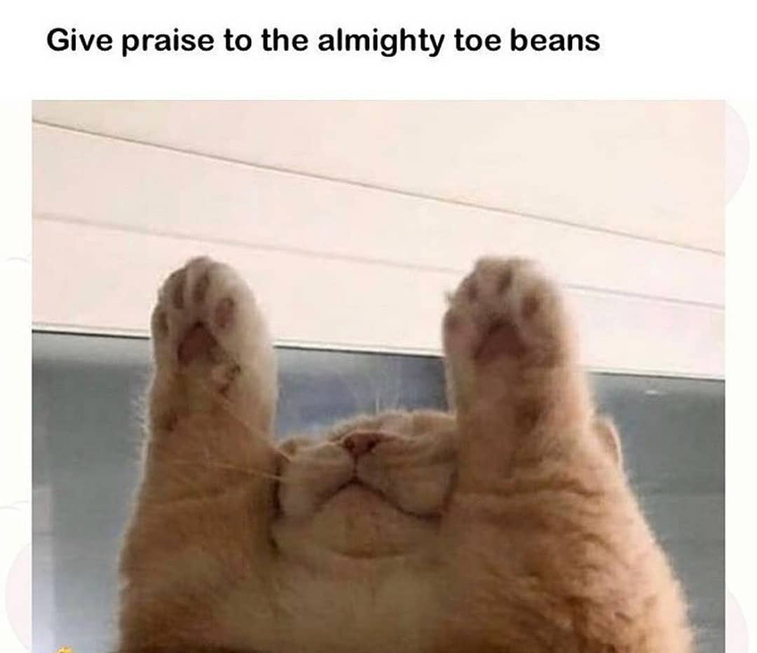 my RELIGION follow for similar content • cat cats catmemes