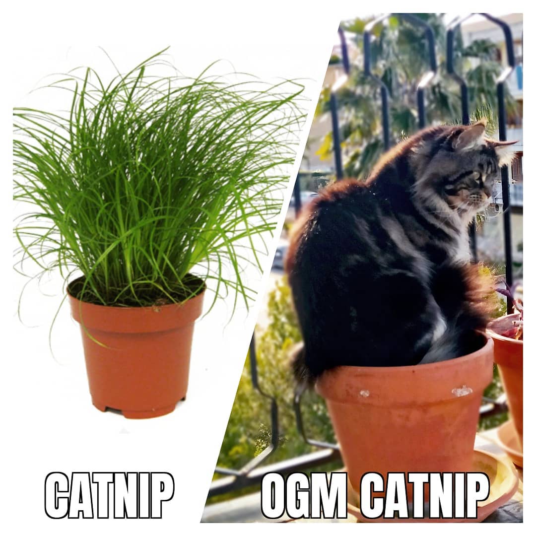 my catnip is different mainecoon cats cat mainecooncat mainecoonstagr