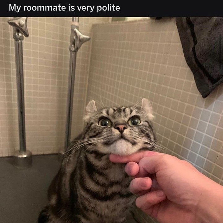 politeness buffcat catmeme catdaddy sillycats cursedcats funny