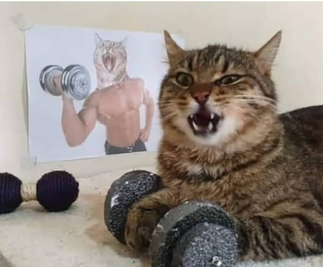 strong boygirl ︎ ■ ︎ catmemes cat cats wholesome kitten