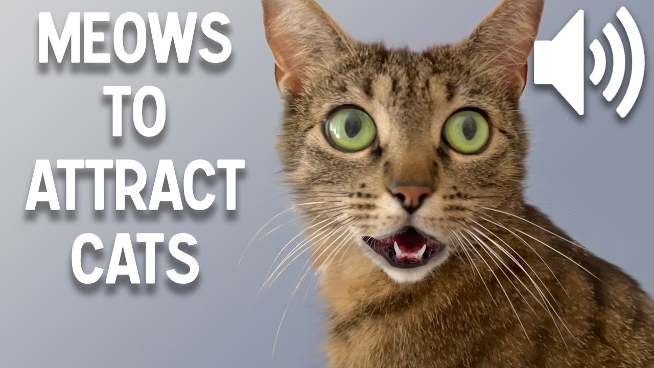 Sounds that attract cats – Meow to make cats come to you