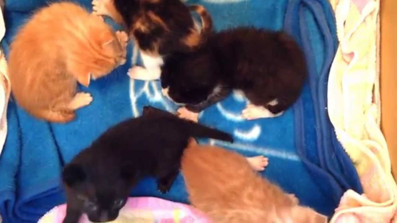 2014/06/12 Baby cats frolicking