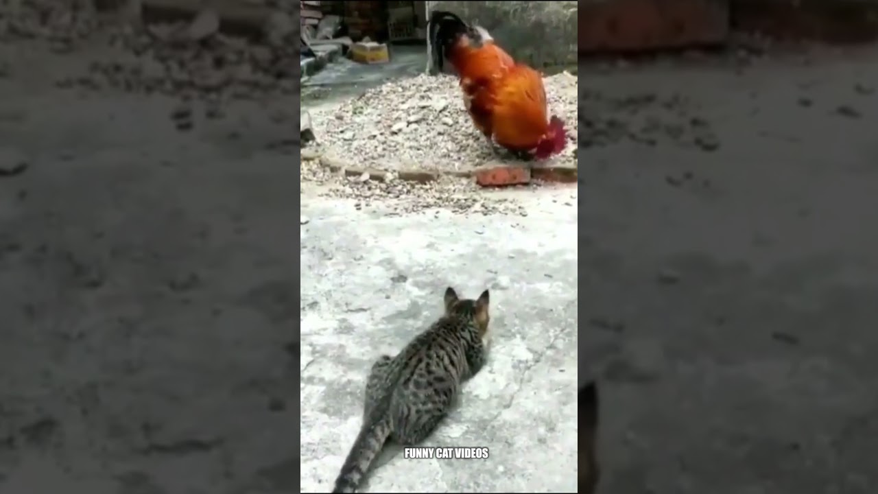 This cute cat pranks chickens, and see the consequences