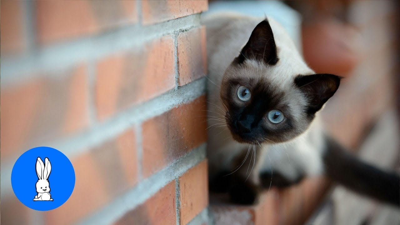 Siamese Kittens Playing – Cute Compilation
