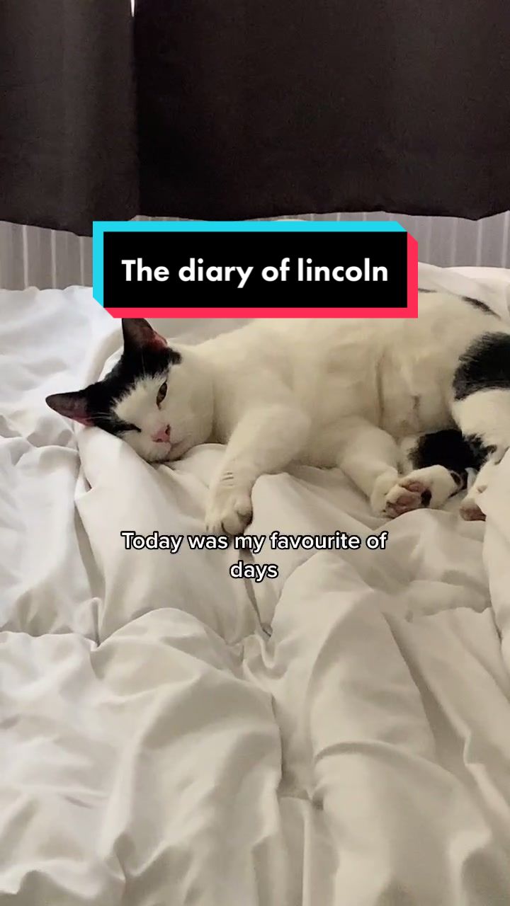 The Diary of Lincoln. Pt 3 – things are having a inquire of up? #catsoftiktok #cat #catsinlove #catvideos | Text TIKTOK to 833-880-7724 For A Free Night Promo Code
