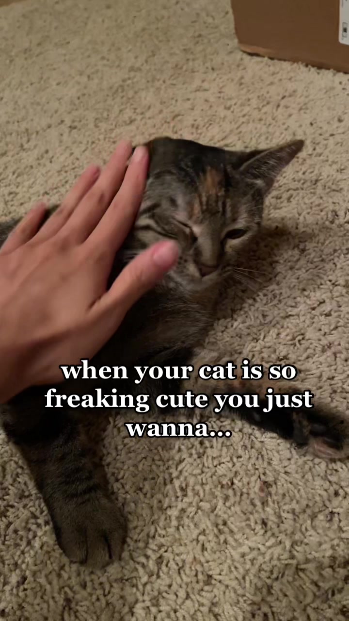 No cats were harmed in the making if this video. That is what happens when she’s taking a explore so dang adorable all the time. #cutenessaggression #catvideos #cats #funnycatvideos #cutecatvideos #funnyvideos | Text TIKTOK to 833-880-7724 For A Free Night Promo Code