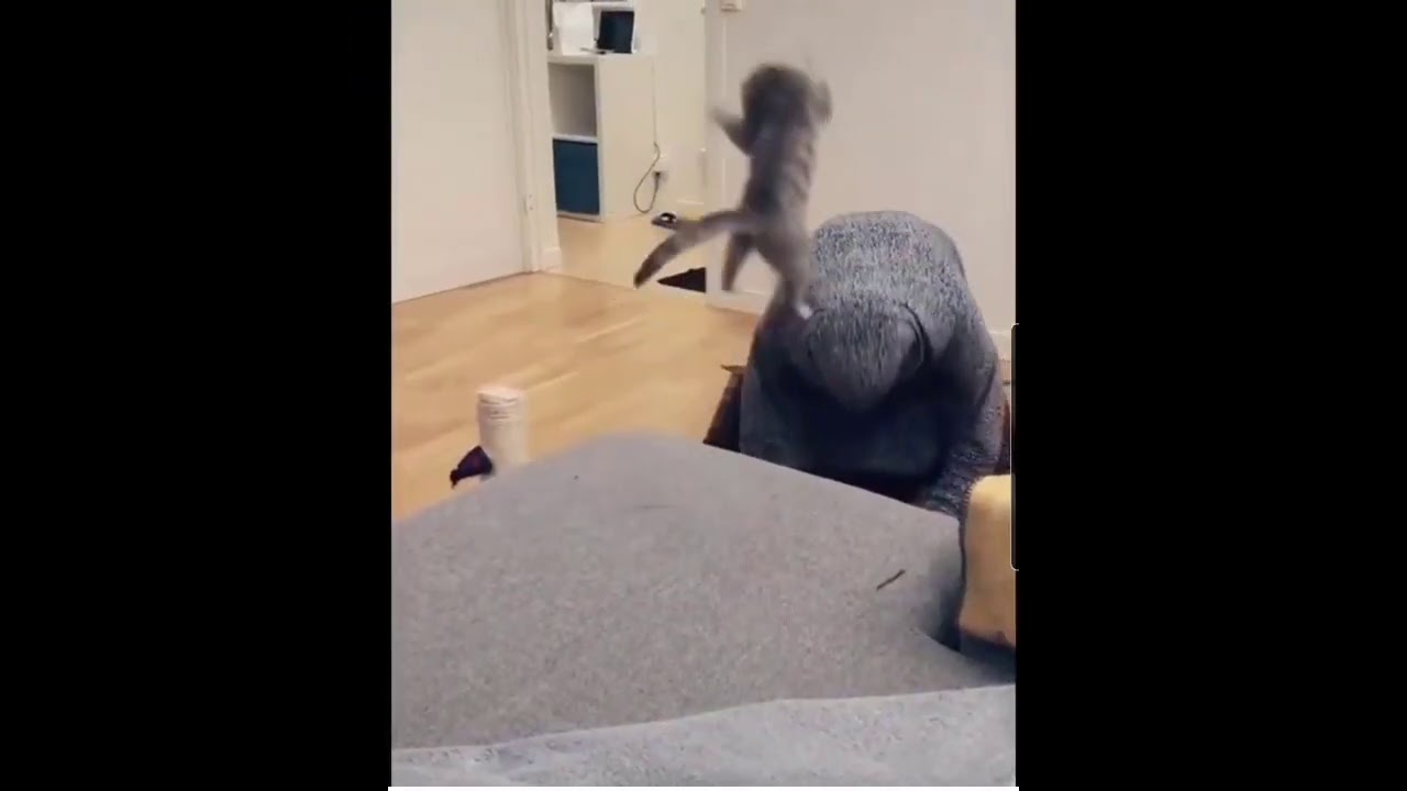 Crazy cat jumping on the worshiping woman