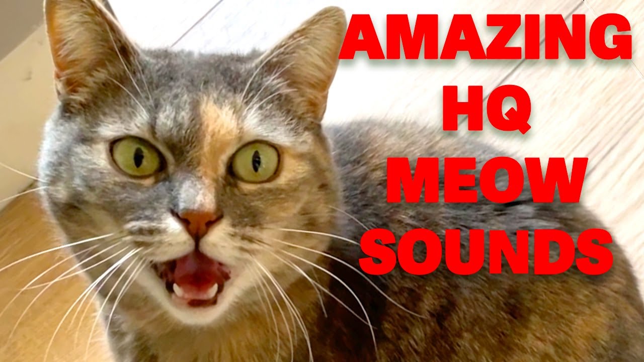 Attract cat with HQ meows - HQ loud sound