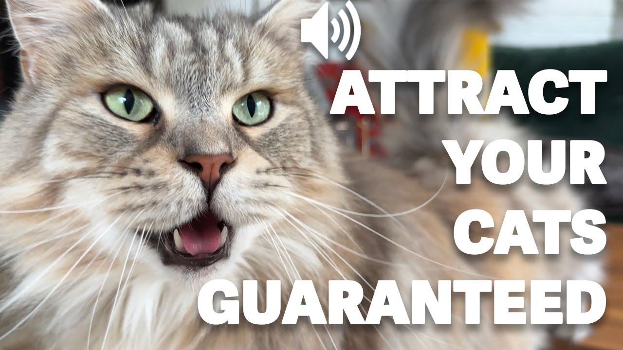 Attract your cat - Meows to call your cat HQ
