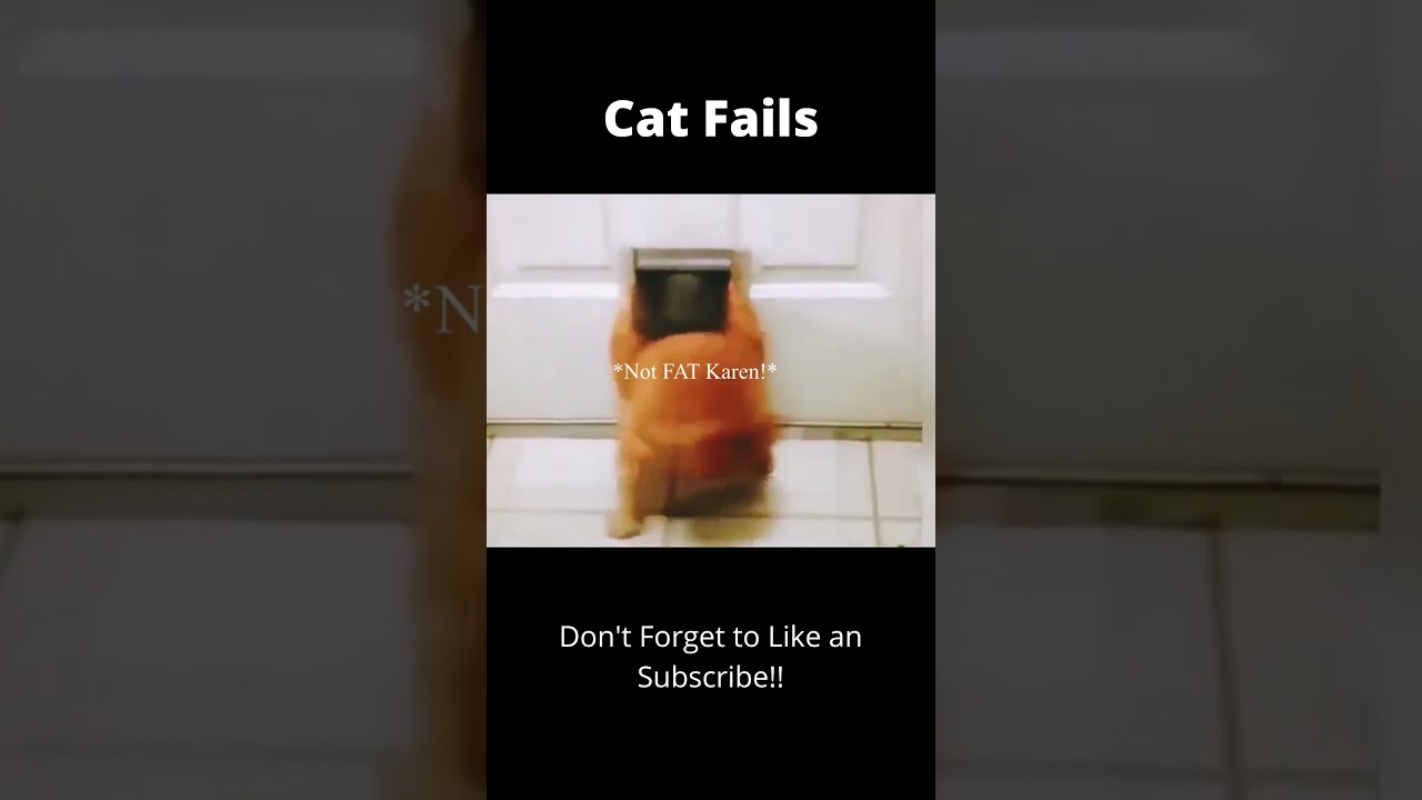 Cat Fails 2