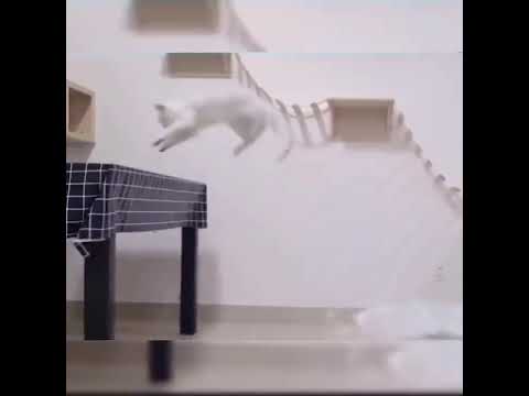 Cat jumping || Jumping cat tricks
