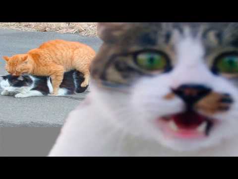 Catpocalypse: Random Cat Fails and Funnies