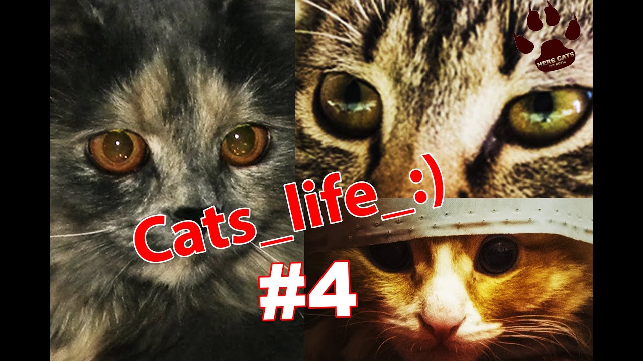 Cats_life_:) #4 Funny cute cat videos