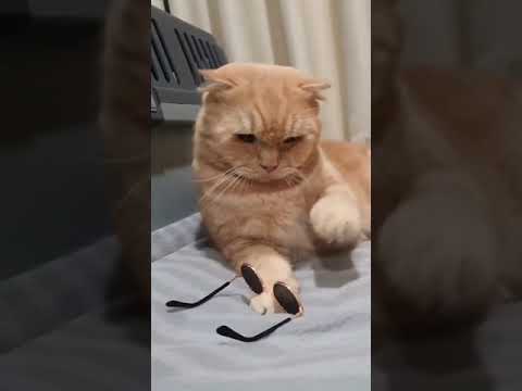 Cute Cat Video | Cat Videos Funny Video | Funny Cats