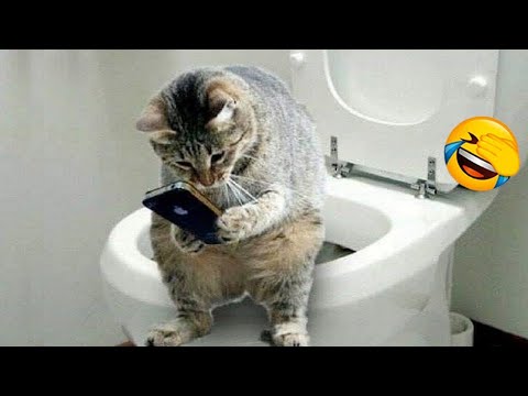 Cute Cats Videos: The Most Hilarious Cats Ever! Funny Cats