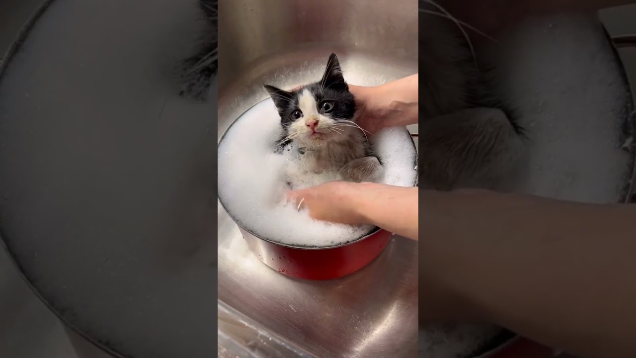 Cute Kitten Bath Time #shorts #cat #kitten #funny #bathtub #viral