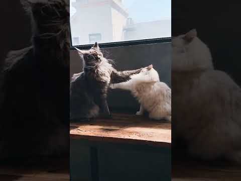 Cute and Funny Cat Videos Compilation #84 | Aww Animals.
