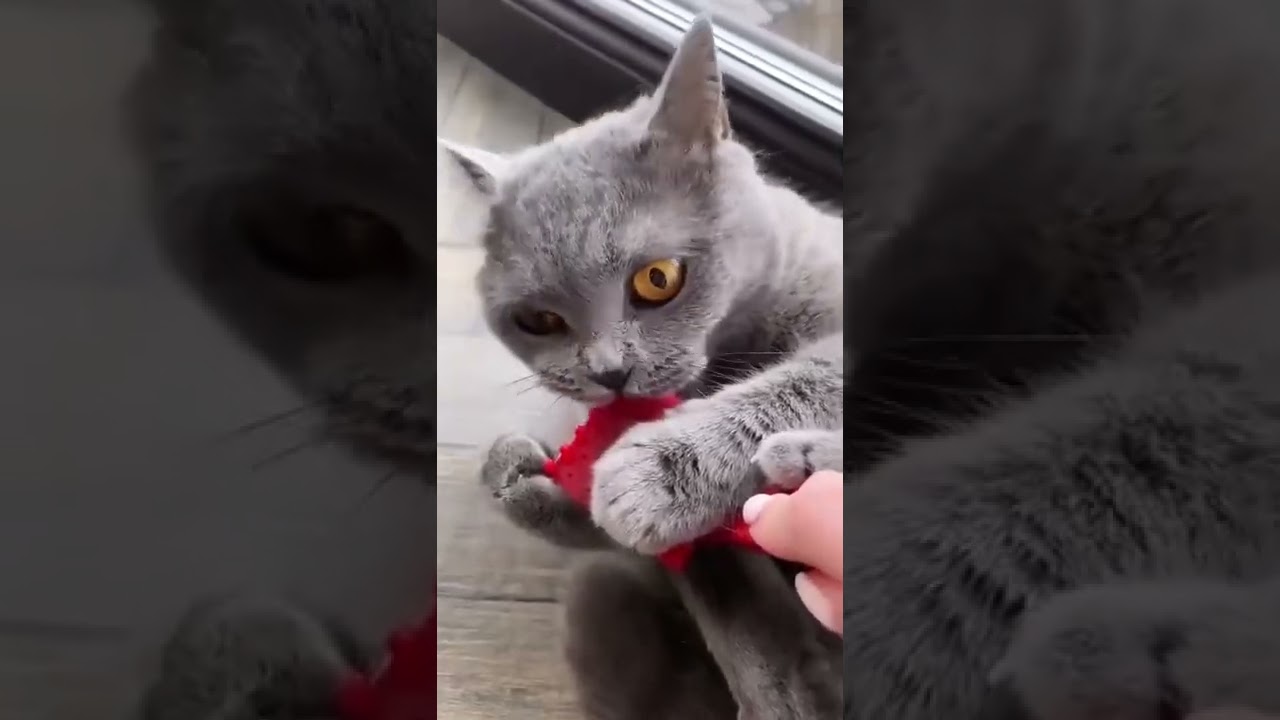 Cute and Funny Cat Videos to Keep You Smiling 5