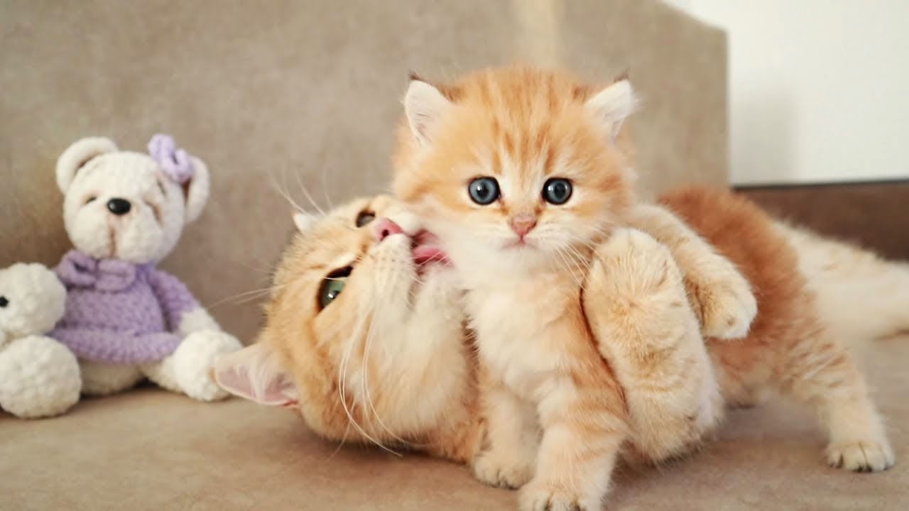 Cutest Baby Cats - Cute and Funny Cat Videos #Shorts  | The Daily Aww