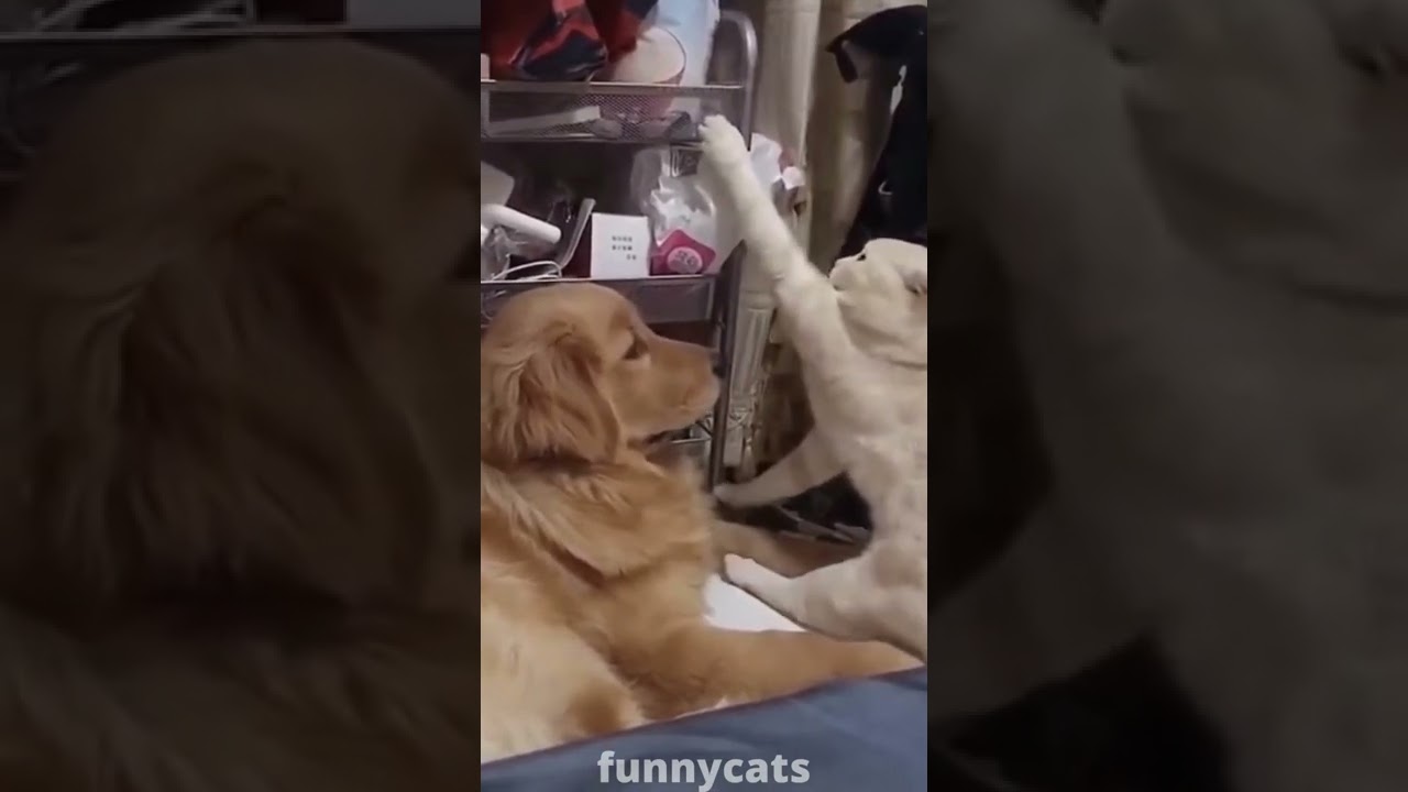 Funniest Dogs And Cats Best Of The 2022 Funny Animal