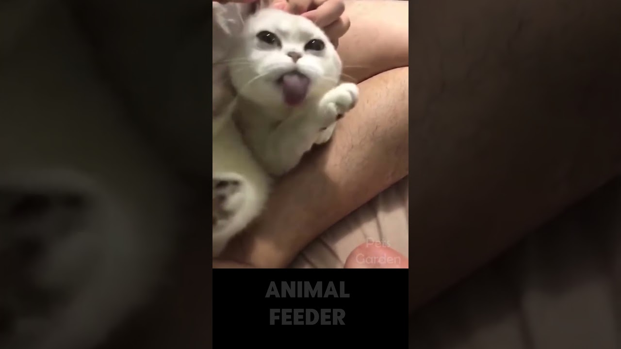 Funny Animal | Crazy Cat #shorts
