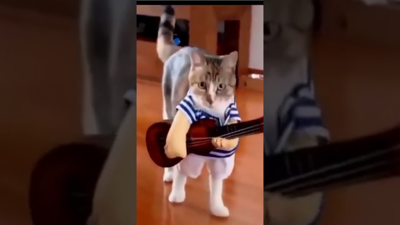 Funny Cat Videos #36     #shorts #cute  #subscribe  #like #cat #2022