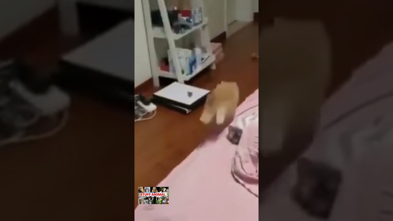 Funny Cat chasing toy